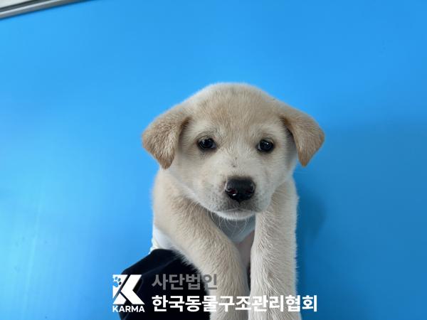 종료(안락사) 믹스…